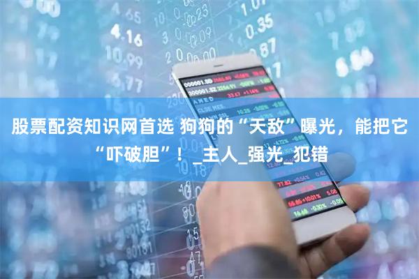 股票配资知识网首选 狗狗的“天敌”曝光，能把它“吓破胆”！_主人_强光_犯错